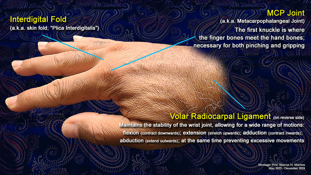 Photo montage of the human hand